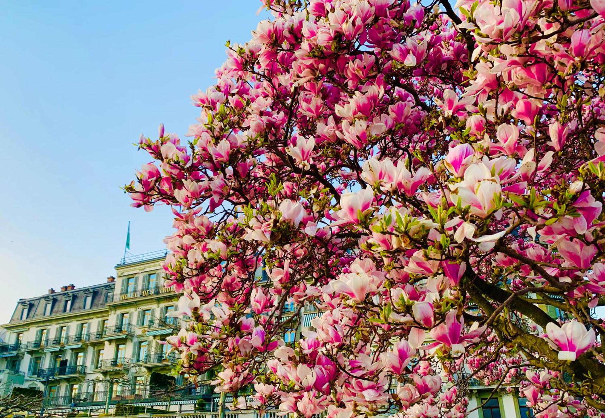 Hotel Des Trois Couronnes & Spa - The Leading Hotels Of The World Vevey Exteriör bild